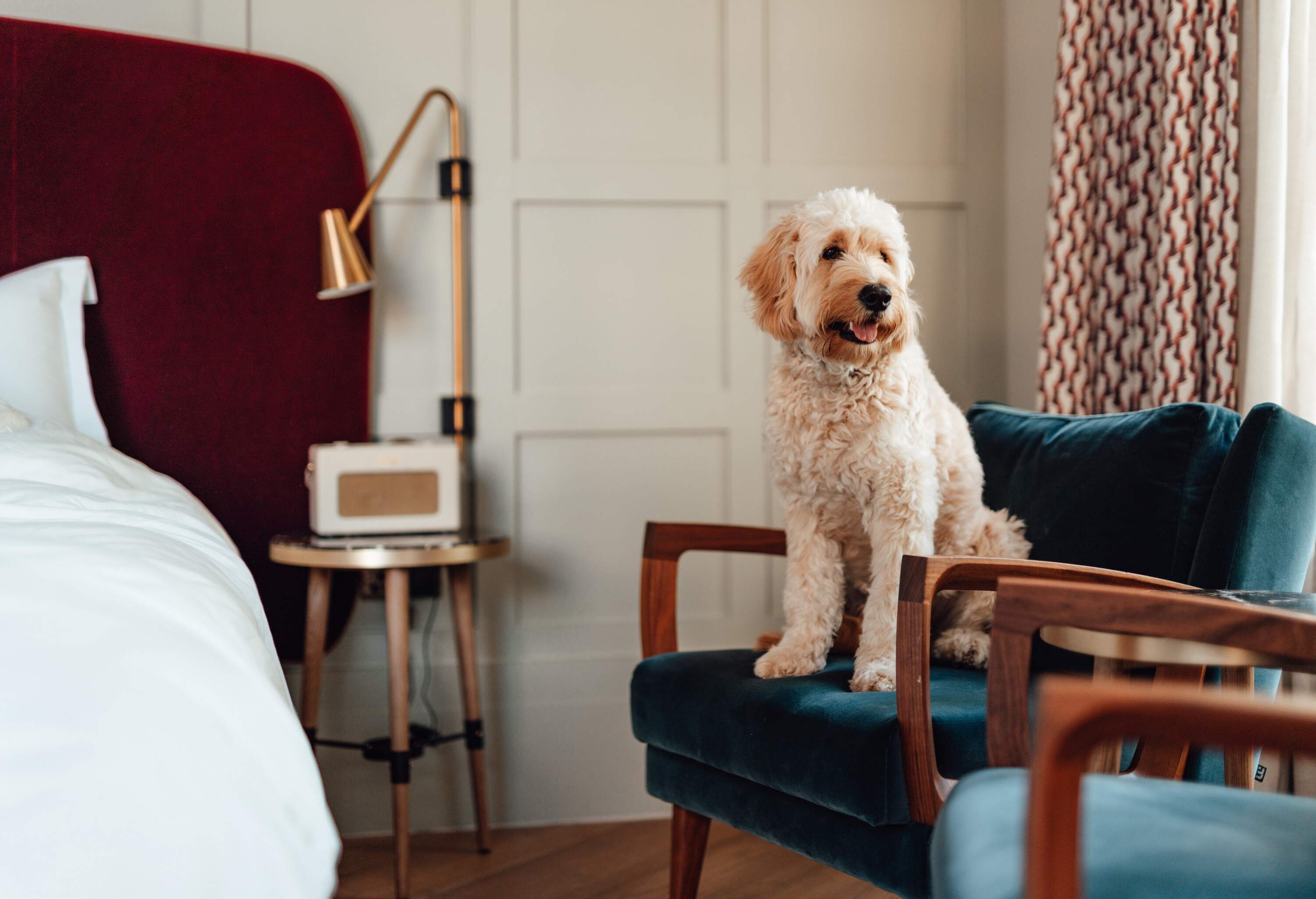 theme_hotel_pets_dog_gettyimages-1351923923