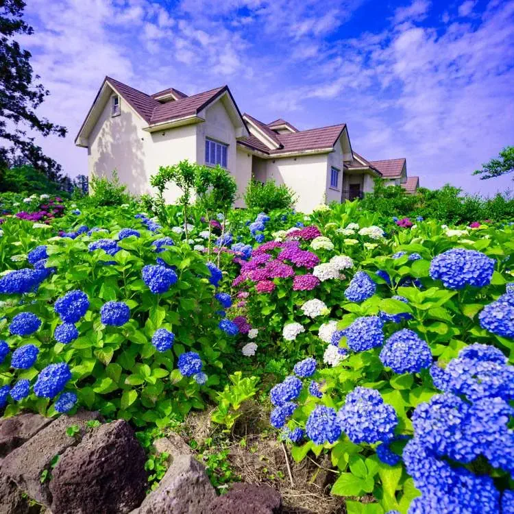 스파벨리스 펜션