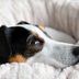 기타