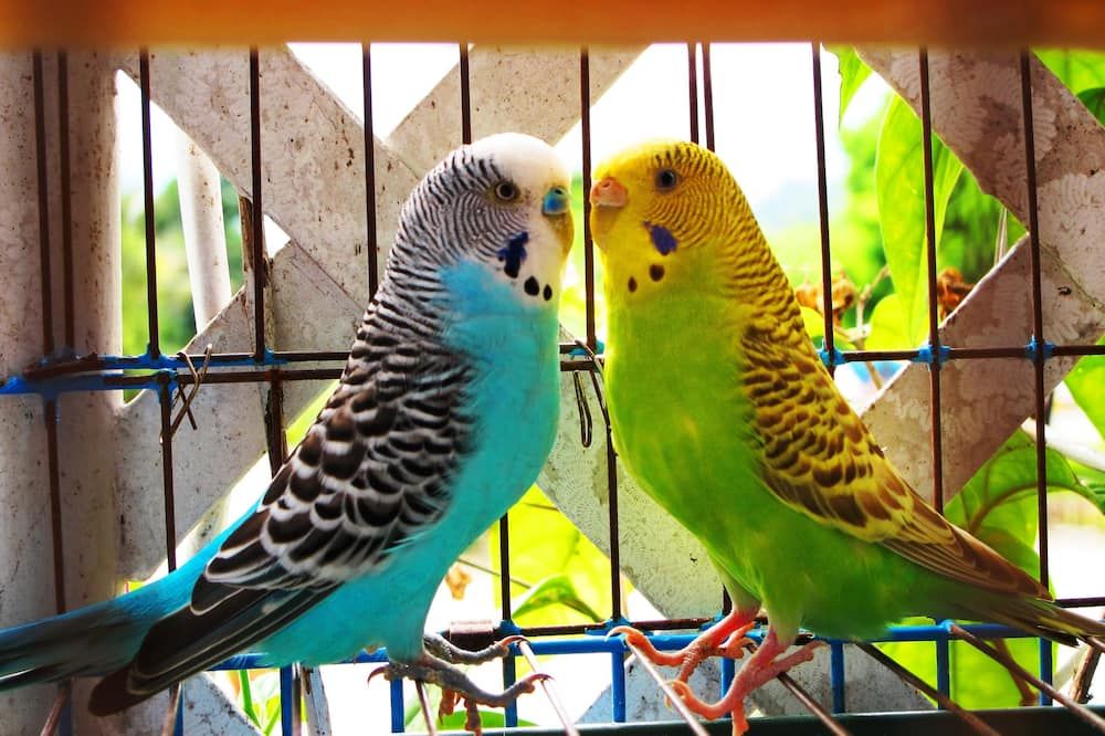 기타